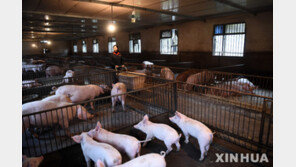 中 돼지고기 가격 47% 올라…유럽·브라질산 수입 급증