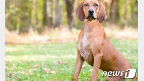 다정한 쿤하운드가?…美 60대 여성 키우던 개에 물려 숨져