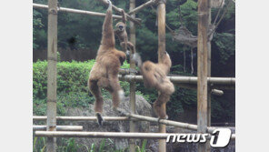 경기 광주 도심에 긴팔원숭이 출현…50대 여성 부상