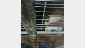 도심 상가에 나타난 긴팔원숭이…50대 여성 부상