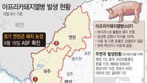 ‘파주 이어 연천도 뚫렸다’…돼지열병 중점관리지역 지정