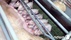 불안한 화천 양돈농가…“출하 못한 돼지 늘어나, 6개월이 고비”