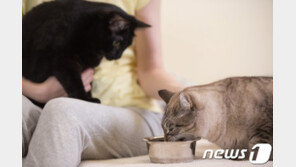 “까칠한게 아니다냥”…고양이도 집사에게 애착 느낀다