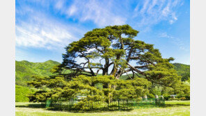 [청계천 옆 사진관]사진작가 김규종의 두 번째 소나무 이야기
