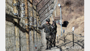 軍 “DMZ 멧돼지 사체 모두 돼지열병 ‘음성’…사살 사례도 없어”