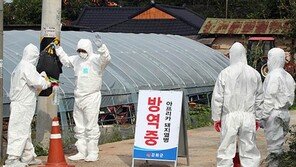 경기 양주시 광적면서 아프리카돼지열병 의심 신고