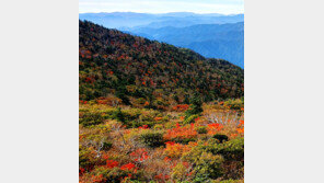 가을, 가슴이 붉게 물들기 시작했다