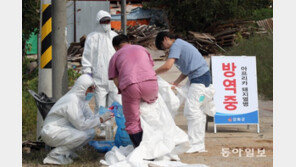 충남 홍성서도 ‘아프리카돼지열병’ 의심 신고…전국 확산 우려