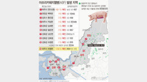 파주서 아프리카 돼지열병 의심신고 잇따라… ‘통제불가’ 수준