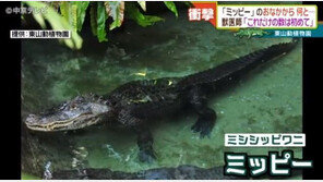 日동물원 부검한 악어 배에서 동전 ‘와르르’…무게만 2.6㎏
