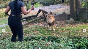 사자우리 안에서 춤 춘 여성…“정신 나갔다” 비난 쏟아져