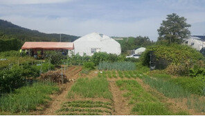 고등동 토지, 판교밸리 개발로 시세차익 기대 外