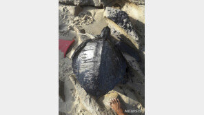 기름 뒤집어쓴 거북이…브라질 해안에 원유 100t 유출