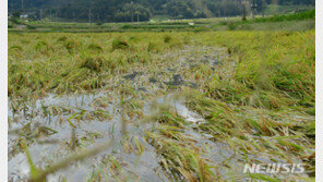 쌀값 반등세…태풍·잦은 강우·일조량 부족 등 수확량 감소원인