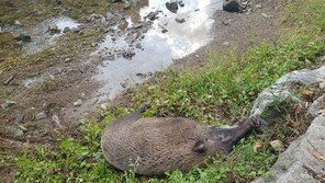 대구 고속도로서 야생멧돼지 사체 발견…돼지열병 조사