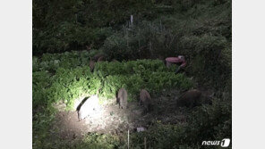 서울 종로·송파·강동 멧돼지 출몰…포획은 모두 실패