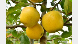 사과는 붉다?…노란 껍질 장성 ‘황금사과’ 올해 첫 수확