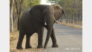 극심한 가뭄 때문에…짐바브웨 코끼리 55마리 ‘아사’