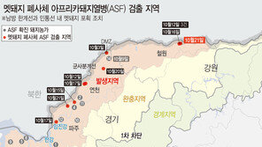 돼지열병 완충지역 지자체 “야생 멧돼지 총기로 잡게 해달라”