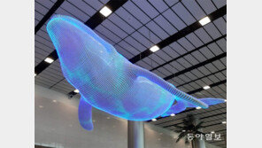 고래의 세상 구경[고양이 눈]