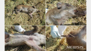 파주 민통선 내 멧돼지 사체 2마리서 돼지열병 검출…14마리째