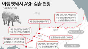 철원서 야생멧돼지 ASF 바이러스 검출…15마리째