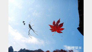 거미의 가을[고양이 눈]