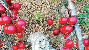 선물[고양이 눈]