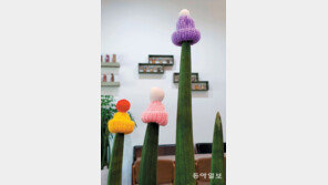 왜 나는 모자 없어![고양이 눈]