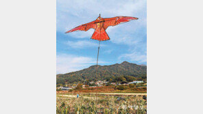 참새 잡는 매[고양이 눈]