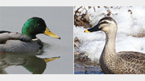 청둥오리-흰뺨검둥오리 ‘유전자 신분증’ 생겼다 