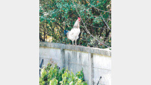 담장 위 장닭[고양이 눈]