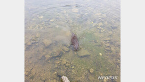 구조된 아기 수달 자연의 품으로…남한강 상류에 방사
