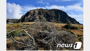 “한라산 대표 생물 구상나무, 해발 1300m 이하 지역서 자취 감춰”