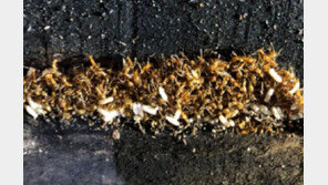 인천 서구서 ‘긴다리비틀개미’ 대량 발견…생태계 교란 우려