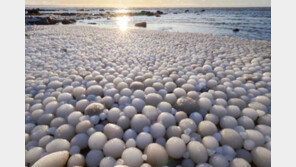 ‘환상의 해변’ 해변이 달걀로 뒤덮여