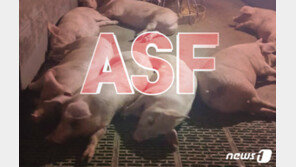 ‘ASF 안심 일러’…철원서 포획한 멧돼지 감염 확인, 도내 9번째