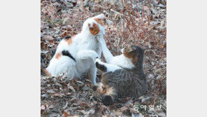 꽁냥꽁냥[고양이 눈]