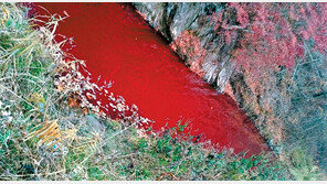 “피로 오염된 물로 농사 지으라고?” 살처분 돼지 침출수 ‘뒷북 논란’