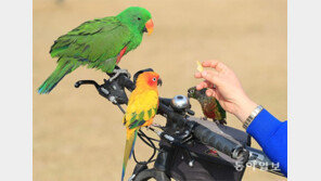 앵무새 가족[고양이 눈]