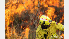 호주 산불, 시드니도 위협… 14개 지역 ‘비상사태’