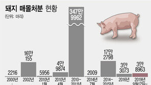 돼지열병 발생 두 달…최악 구제역 사태 후 살처분된 돼지 ‘최다’