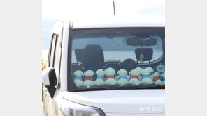 강아지 자동차[고양이 눈]