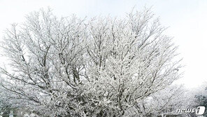 서리꽃 활짝 핀 한라산 ‘첫눈’…완연한 겨울 풍경