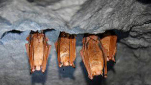 제주서 동면위해 주택 침입한 멸종위기종 ‘황금박쥐’ 구조