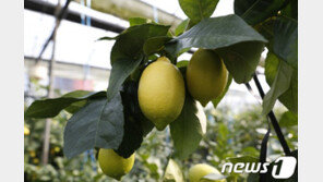 제주산 레몬 올해 첫 출하…신선도·안전성 높아 인기