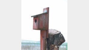 새집[고양이 눈]