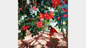 붉은 그대[고양이 눈]