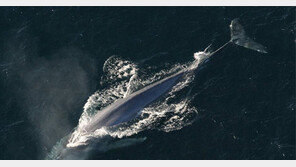 대왕고래 심장 ♥ 소리는?