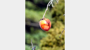 까치밥[고양이눈]